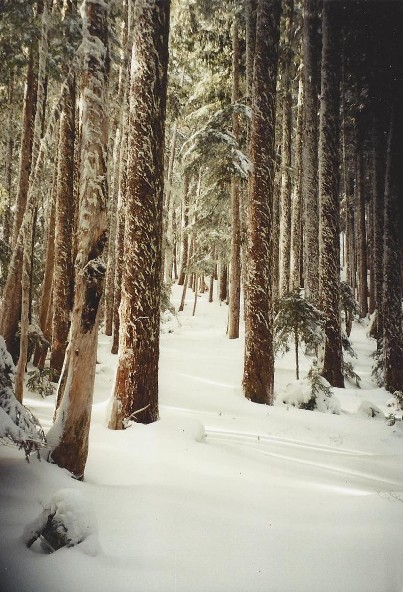 aurora ridge trail