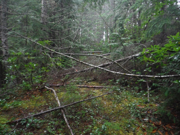 webb mountain trail