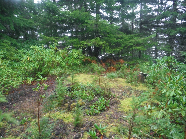 webb mountain summit