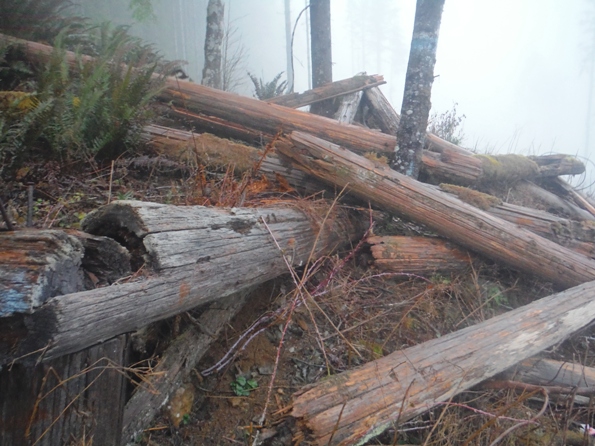 webb mtn lookout