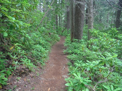 rhododendrons