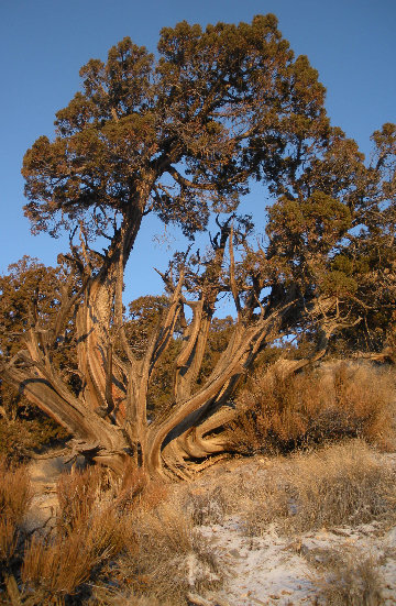 Old tree