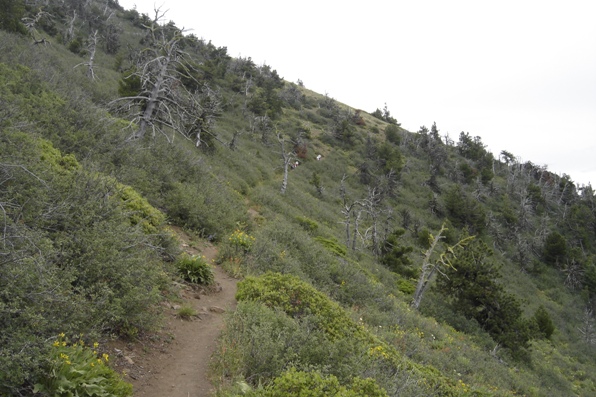 Black Butte Trail