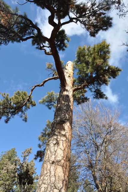 ponderosa pine