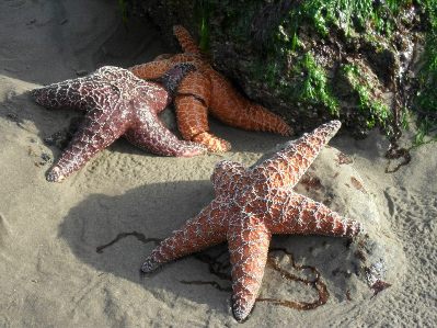 starfish