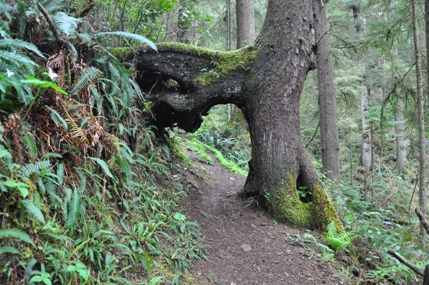 spruce tunnel