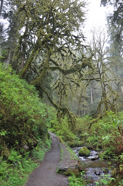 mossy trees