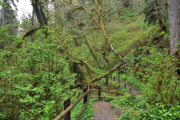 munson creek falls trail