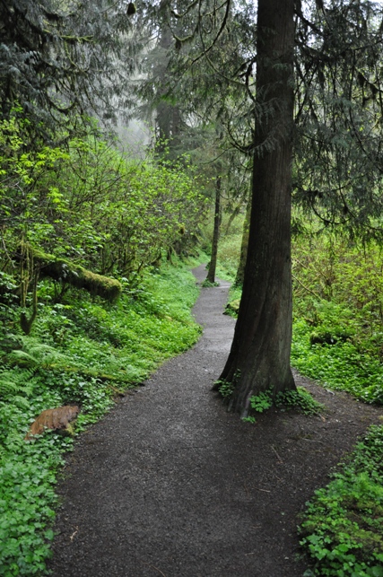 munson creek falls trail