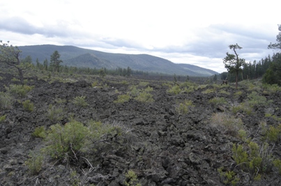 Lava Cast Forest