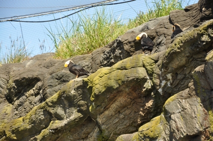 Tufted Puffin