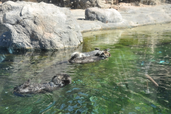 Sea Otters