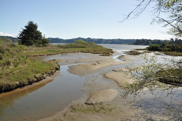 Yaquina Bay Estuary 