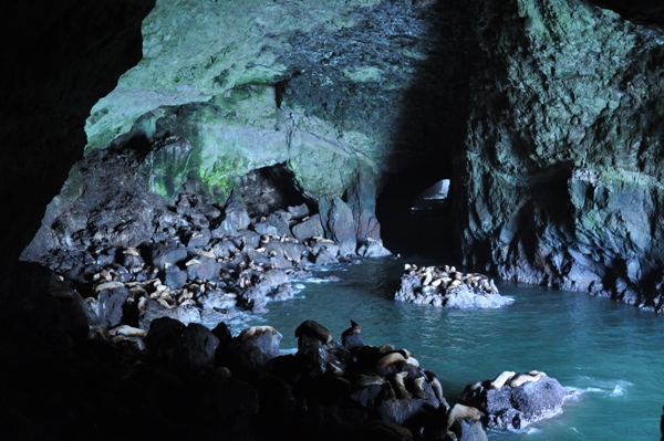 Sea Lion Caves Florence Oregon Pictures