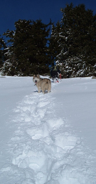 Snowshoeing dog