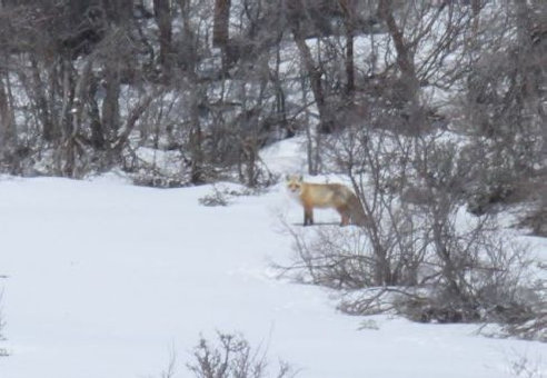 red fox utah