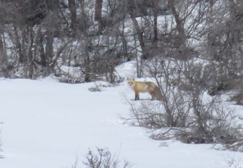 red fox utah