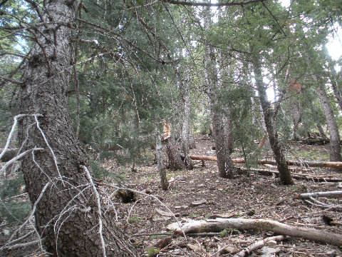 Trees at Sundance