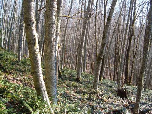 Alder tree forest