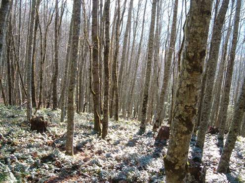 Alder Trees