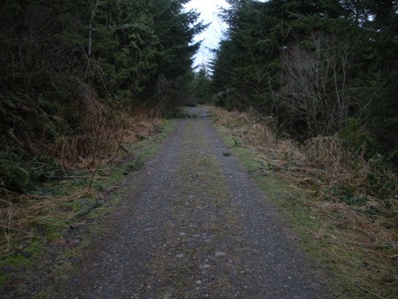 forest road