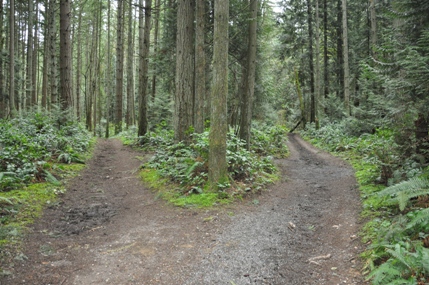 Bridle Trails State Park