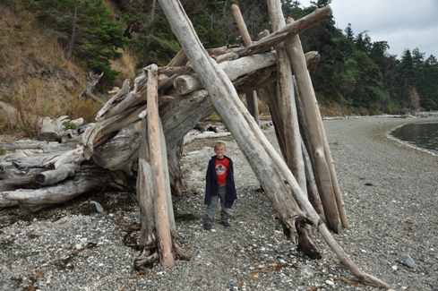 driftwood shelter