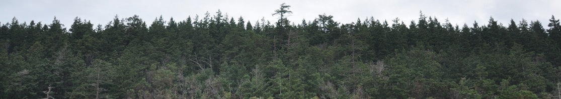 Camano Island Trees