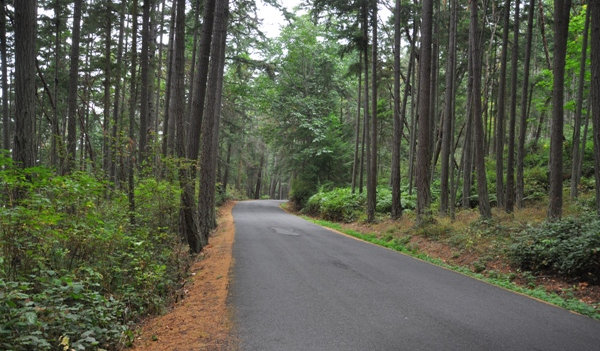 Camano Island park road