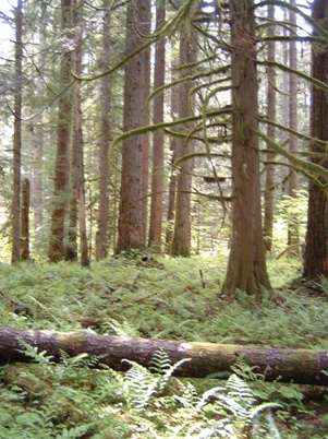 Charley Creek natural area