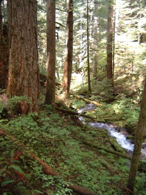 Charley Creek natural area