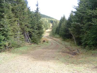 Enumclaw State Forest