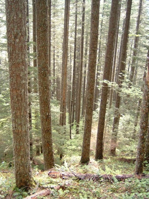 Charley Creek natural area