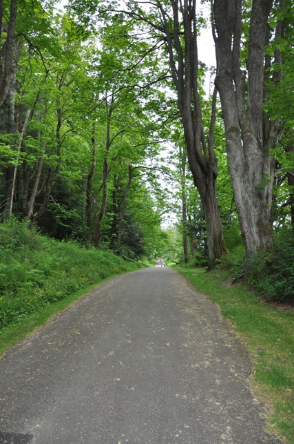 Trail through Fort Ward