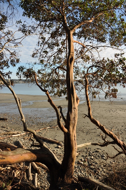 Pacific Madrone