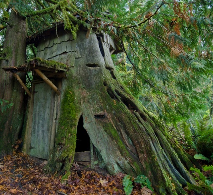 Stump House 