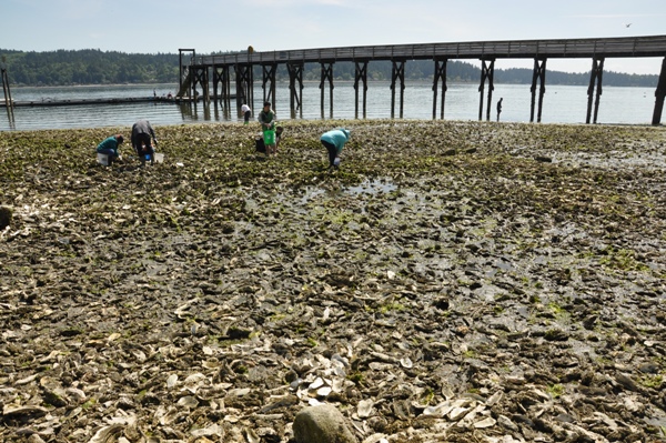 Digging for Oysters