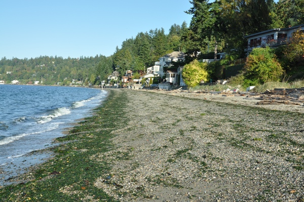 Beach near Three Tree Point