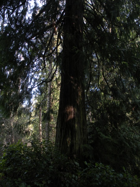 Big Cedar Tree