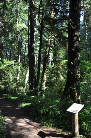 Sylvia Creek Forestry Trail  