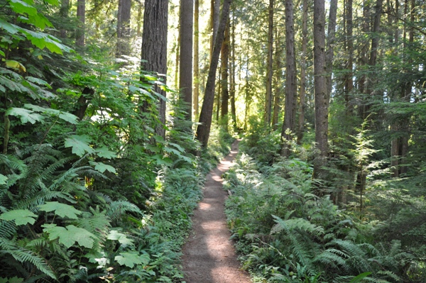Sylvia Creek Forestry Trail  