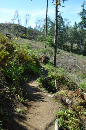 Sylvia Creek Forestry Trail  