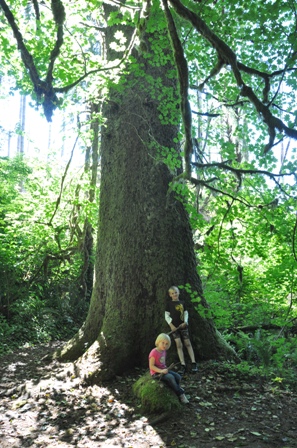 Sylvia Creek Forestry Trail  