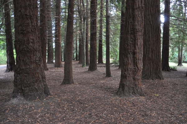 Redwood Grove