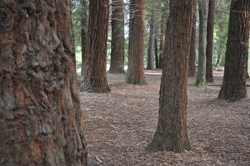 trees in Lincoln Park