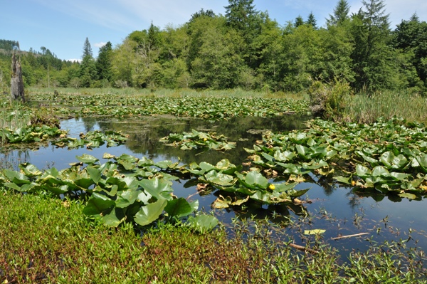 beaver pond