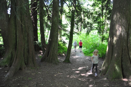 Cedar Trees