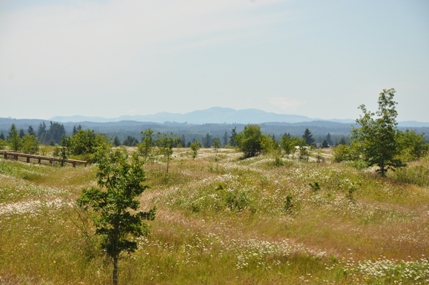 Garry Oak 