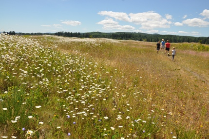 mima mounds