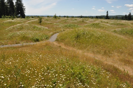 mima mounds